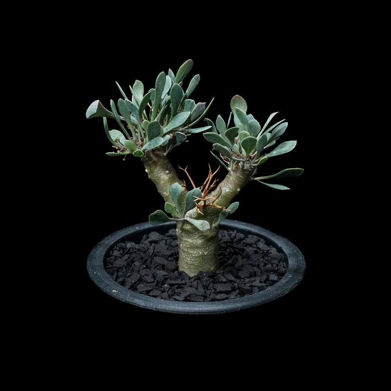 オトンナ ユーフォルビオイデス 現地株 大株 長期管理株