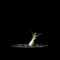 パキポディウム グラキリス / Pachypodium rosulatum var. gracilius #4