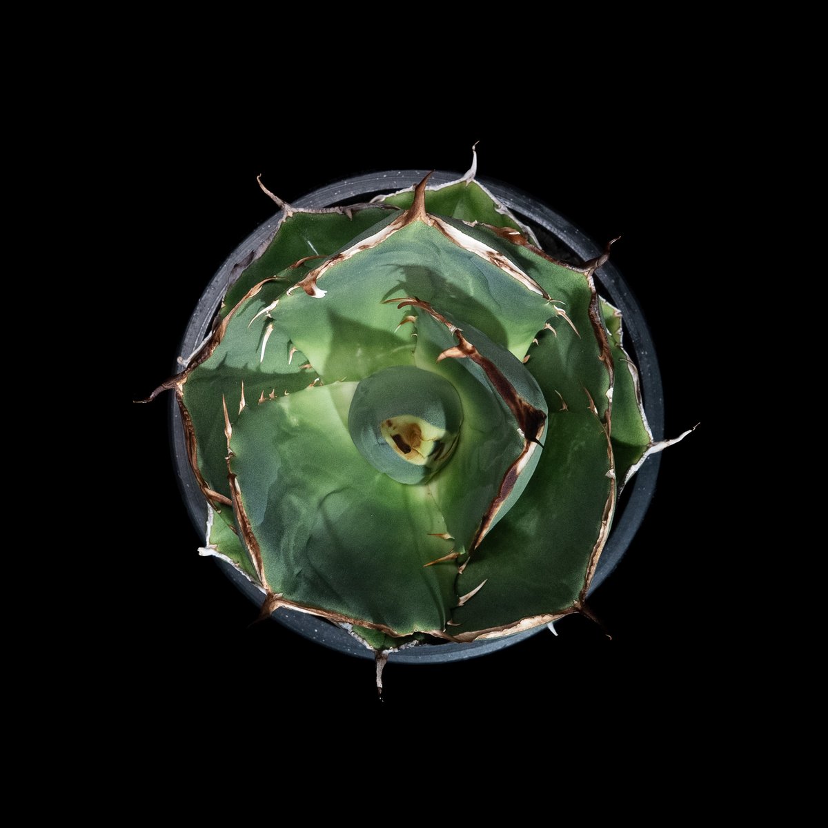 アガベ チタノタ ジャガーノート 純血 / Agave titanota