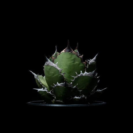 アガベ チタノタ 黒火焔 / Agave titanota ‘Black Fire’ #4