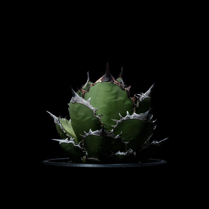 アガベ チタノタ 黒火焔 / Agave titanota 'Black Fire' #4 |