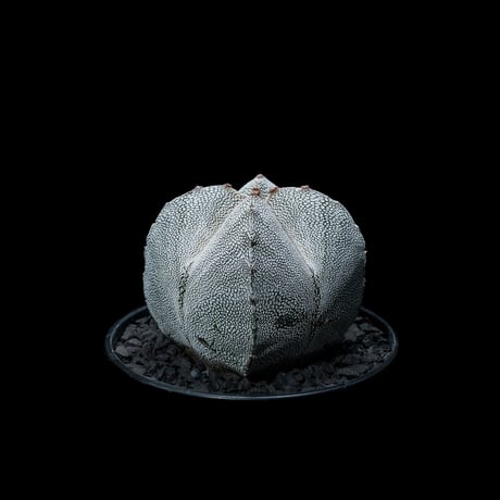 アストロフィツム 恩塚鸞鳳玉 / Astrophytum myriostigma ‘Onzuka’ #2