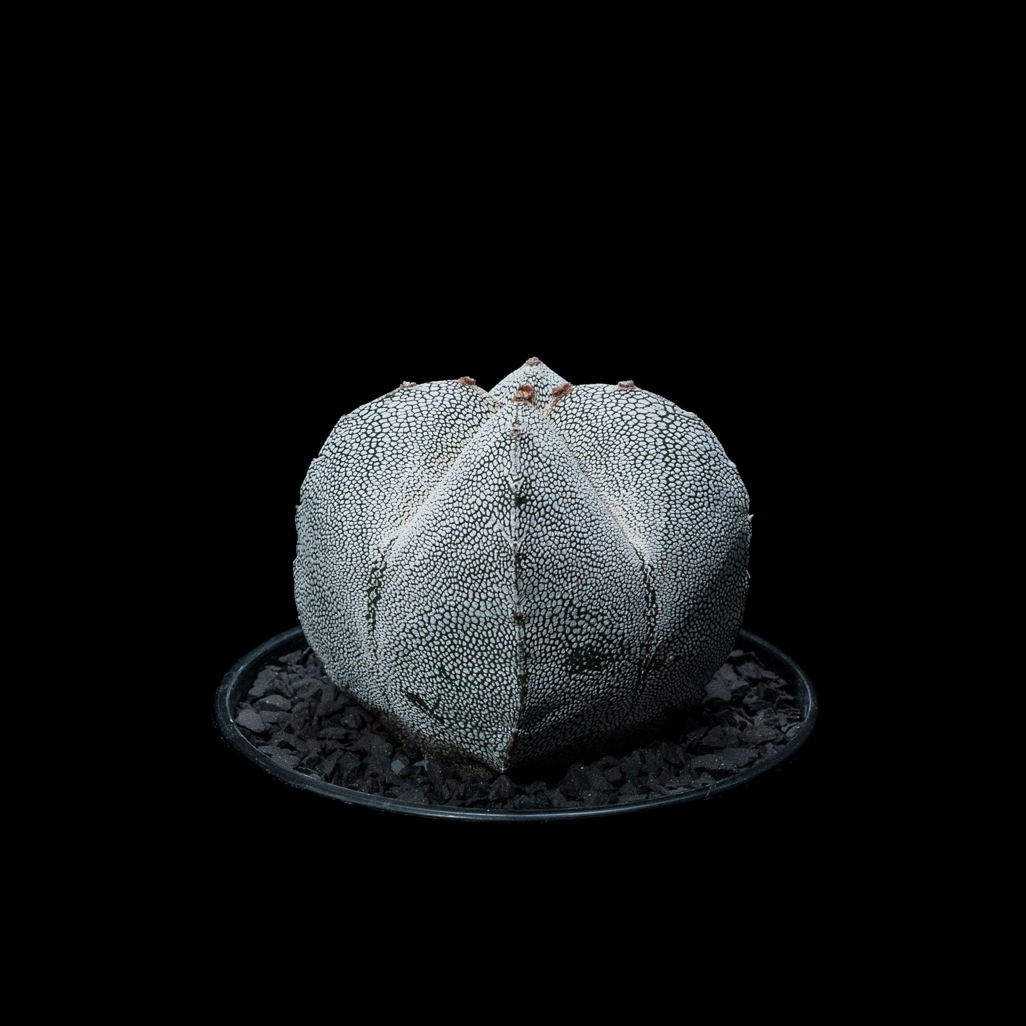 アストロフィツム 恩塚鸞鳳玉 / Astrophytum myriostigma 'Onzuk