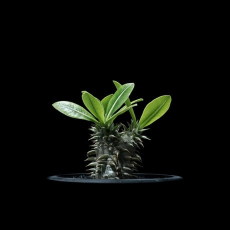 パキポディウム デンシカウレ / Pachypodium densicaule #10
