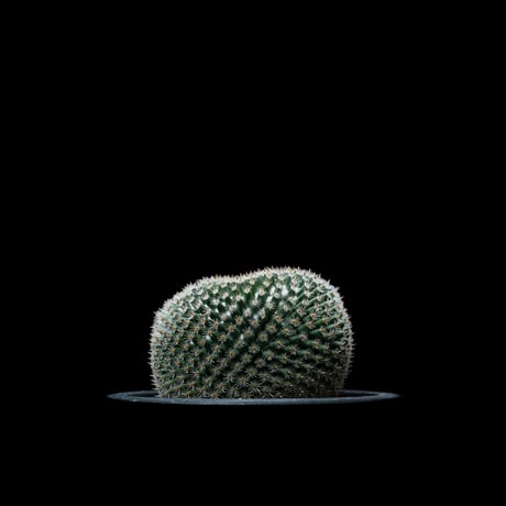 マミラリア 大福丸 / Mammillaria perbella #1