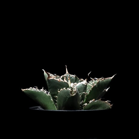 アガベ チタノタ 白鯨 / Agave titanota ‘White Whale’ #5