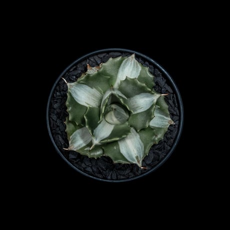 アガベ 王妃雷神 白中斑/ Agave isthmensis ‘Ouhi Raijin’ mediopicta alba #15