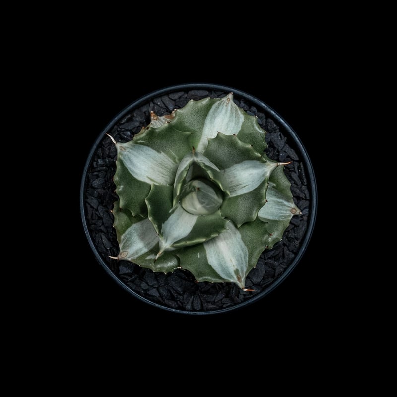 アガベ 王妃雷神 白中斑/ Agave isthmensis 'Ouhi Raijin' me