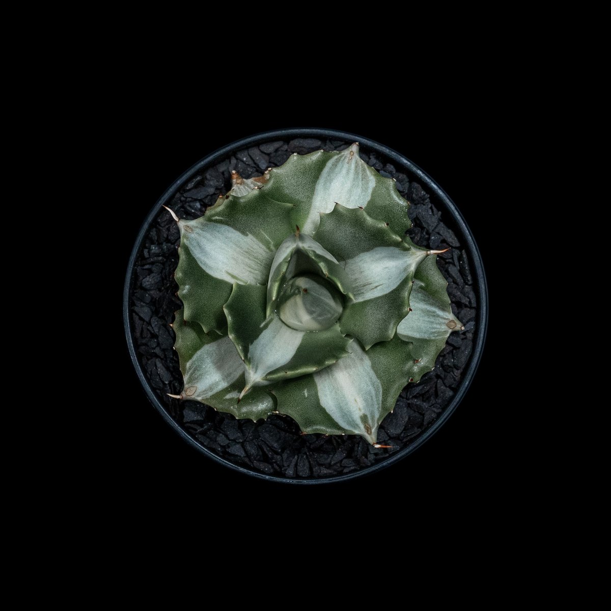 アガベ 王妃雷神 白中斑/ Agave isthmensis 'Ouhi Raijin' me