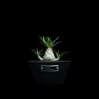 パキポディウム グラキリス / Pachypodium rosulatum var. gracilius #91