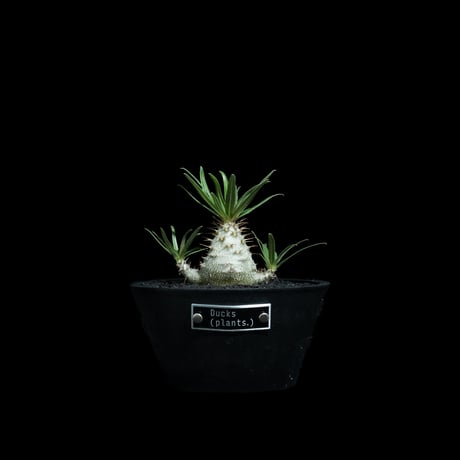 CATEGORY グラキリス | Ducks ( plants. )