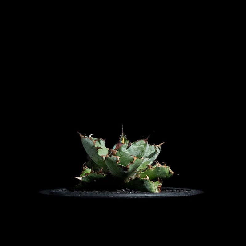 アガベ チタノタ ブラック&ブルー / Agave titanota 'Black & Blu