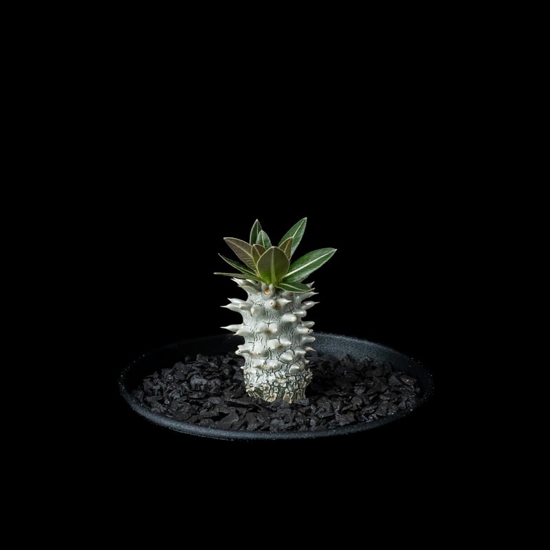 パキポディウム ホロンベンセ / Pachypodium horombense #4 | Du