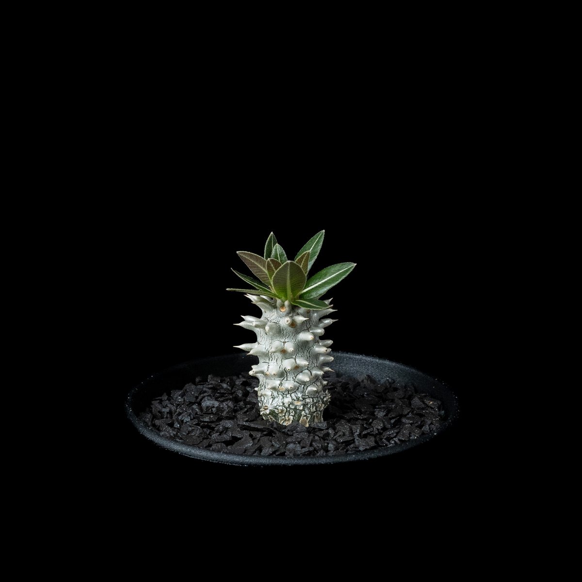 パキポディウム ホロンベンセ / Pachypodium horombense #4 | Du