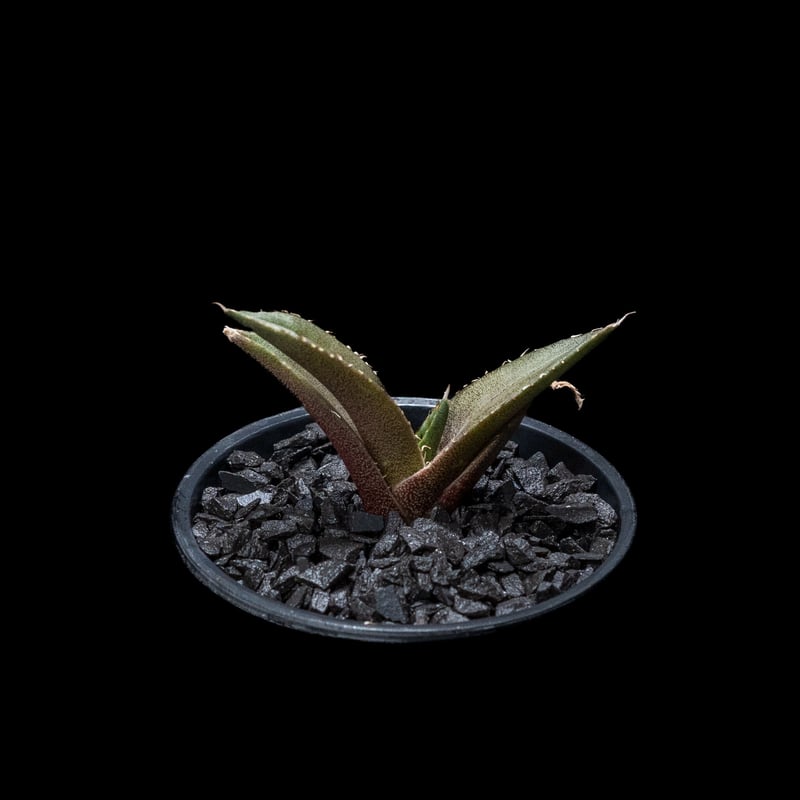 アガベ 　チタノタ　ブラックダイヤモンド とってもスタイリッシュメンズプランツ fit=scale-down,w=1200