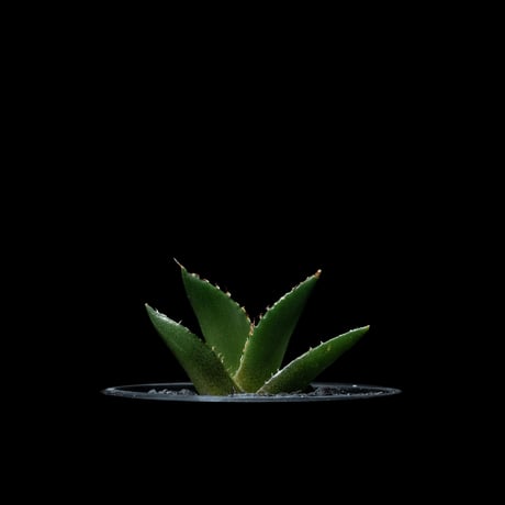 アガベ チタノタ ハデス / Agave titanota ‘Hades’ #7