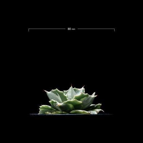 アガベ 王妃雷神 白中斑/ Agave isthmensis ‘Ouhi Raijin’ mediopicta alba #18