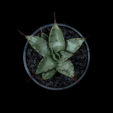 アガベ 八荒雷神 / Agave potatorum × macroacantha #4