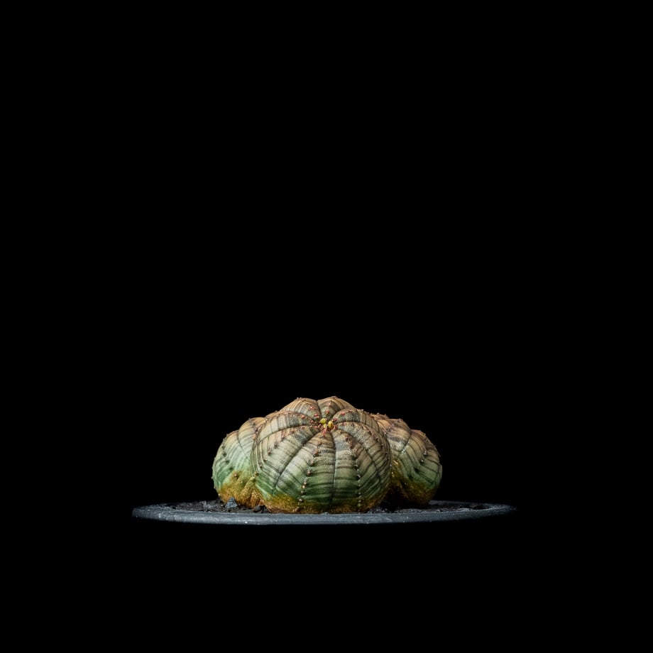 664473db8168c31920e2e9e8