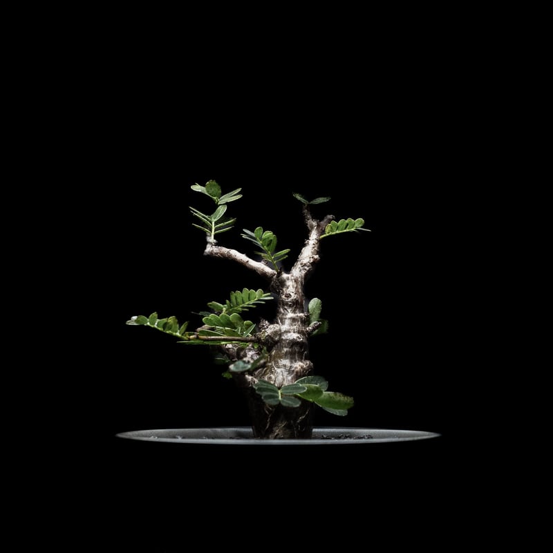 センナ・メリディオナリス ② 幹割れ見る度に嬉しくなるセンナ🪴 もう一株丸いの入手して作り