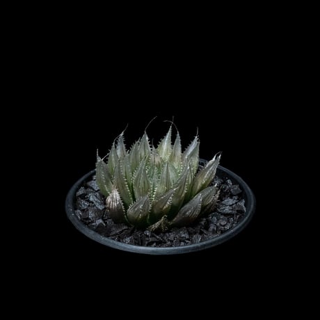 ハオルチア ムラサメ / Haworthia ‘Murasame’