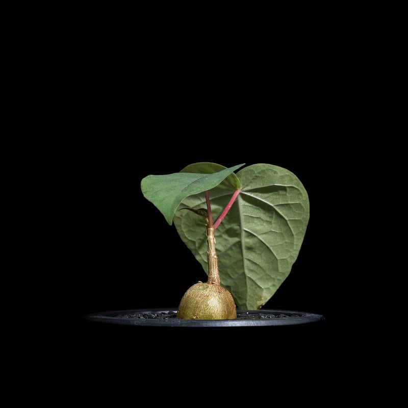 フィカス ペティオラリス / Ficus petiolaris #1 | Ducks ( pl