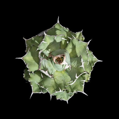 アガベ チタノタ 姫厳竜 / Agave titanota ‘Dwarf’ #18