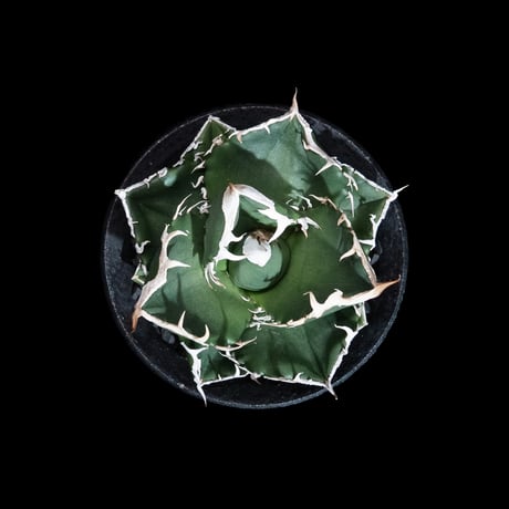 アガベ チタノタ 南アフリカダイヤモンド / Agave titanota 'South Africa Diamond'#14