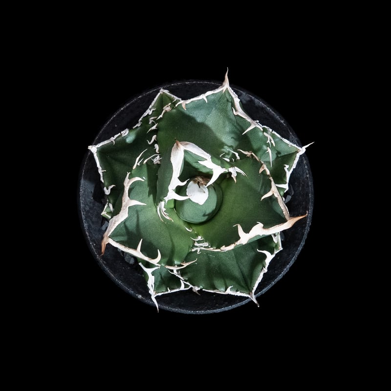 アガベ チタノタ 南アフリカダイヤモンド / Agave titanota 'South