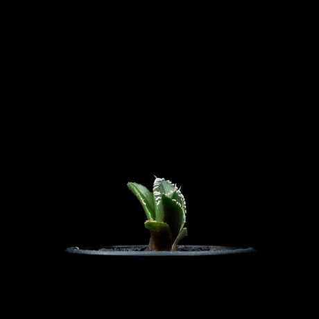 アガベ チタノタ 南アフリカダイヤモンド / Agave titanota ‘South Africa Diamond’ #10