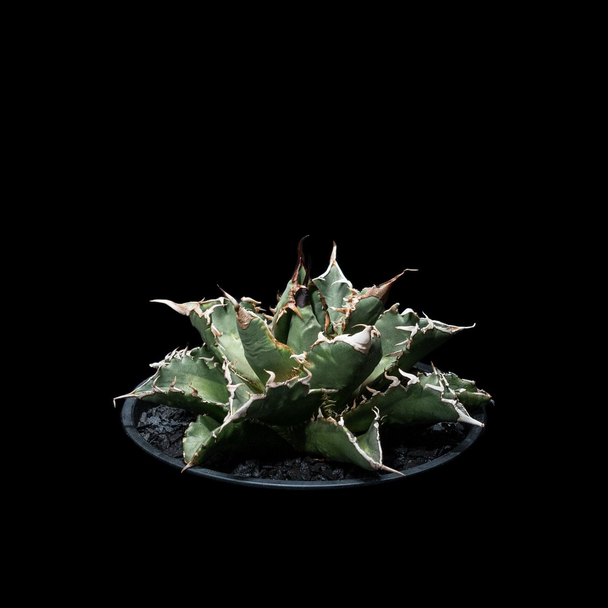 アガベA +Bコンプリートセット アガベA +Bコンプリートセット