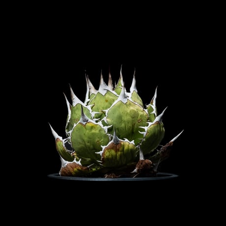 アガベ チタノタ 魚刺 / Agave titanota ‘Fish Spine’ #2