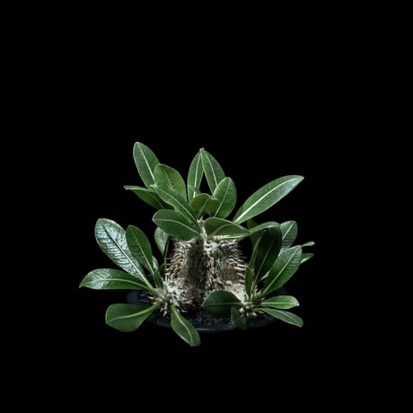 パキポディウム デンシカウレ / Pachypodium densicaule #12
