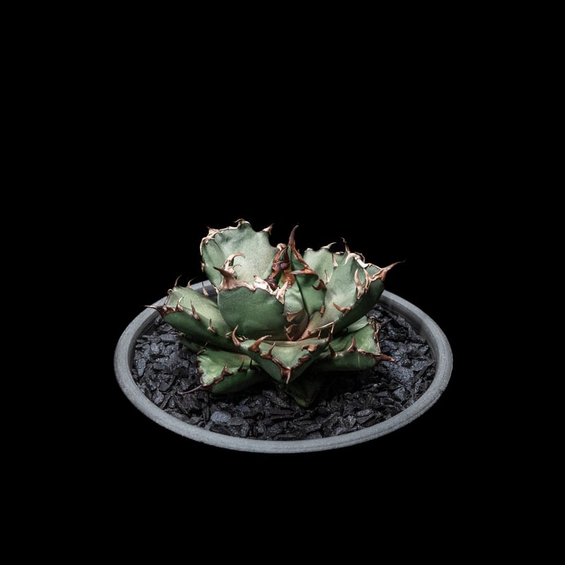 アガベ チタノタ 姫厳竜 / Agave titanota 'Dwarf' #4 | Duck