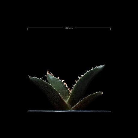 アガベ チタノタ 白鯨 / Agave titanota ‘White Whale’ #27