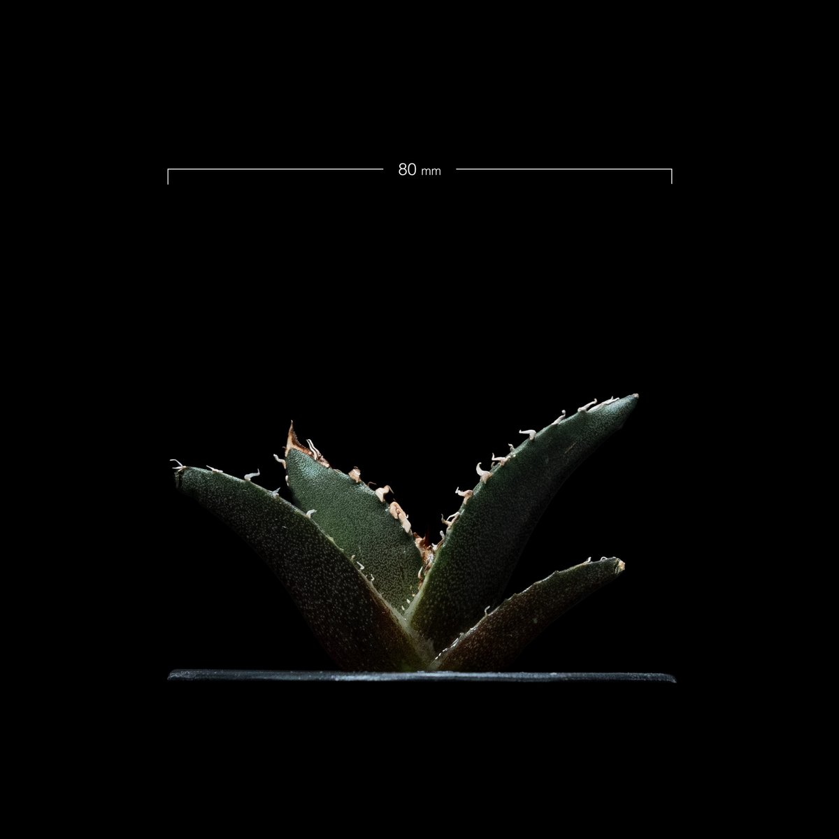 アガベ チタノタ 白鯨 / Agave titanota White Whale アガベ チタノタ 白鯨 Agave titanota White whale | mana's