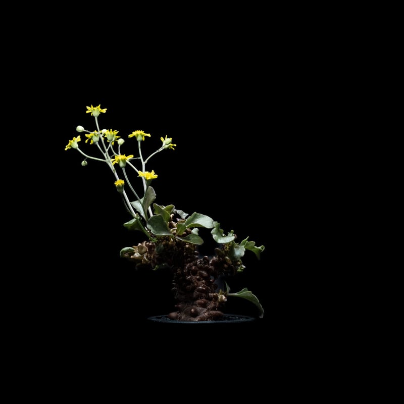 オトンナ・ヘレー Othonna herrei【オトンナ・ヘレー・実生】 | RIMO'S GREEN 【Saboten