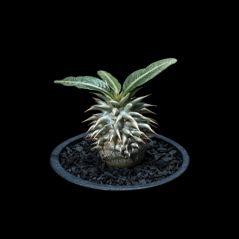 パキポディウム エブレネウム Pachypodium eburneum ② パキポディウム エブレネウム / Pachypodium eburneum #2 | Duck