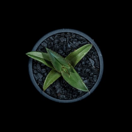 アガベ チタノタ 黒火焔 / Agave titanota ‘Black Fire’ #13