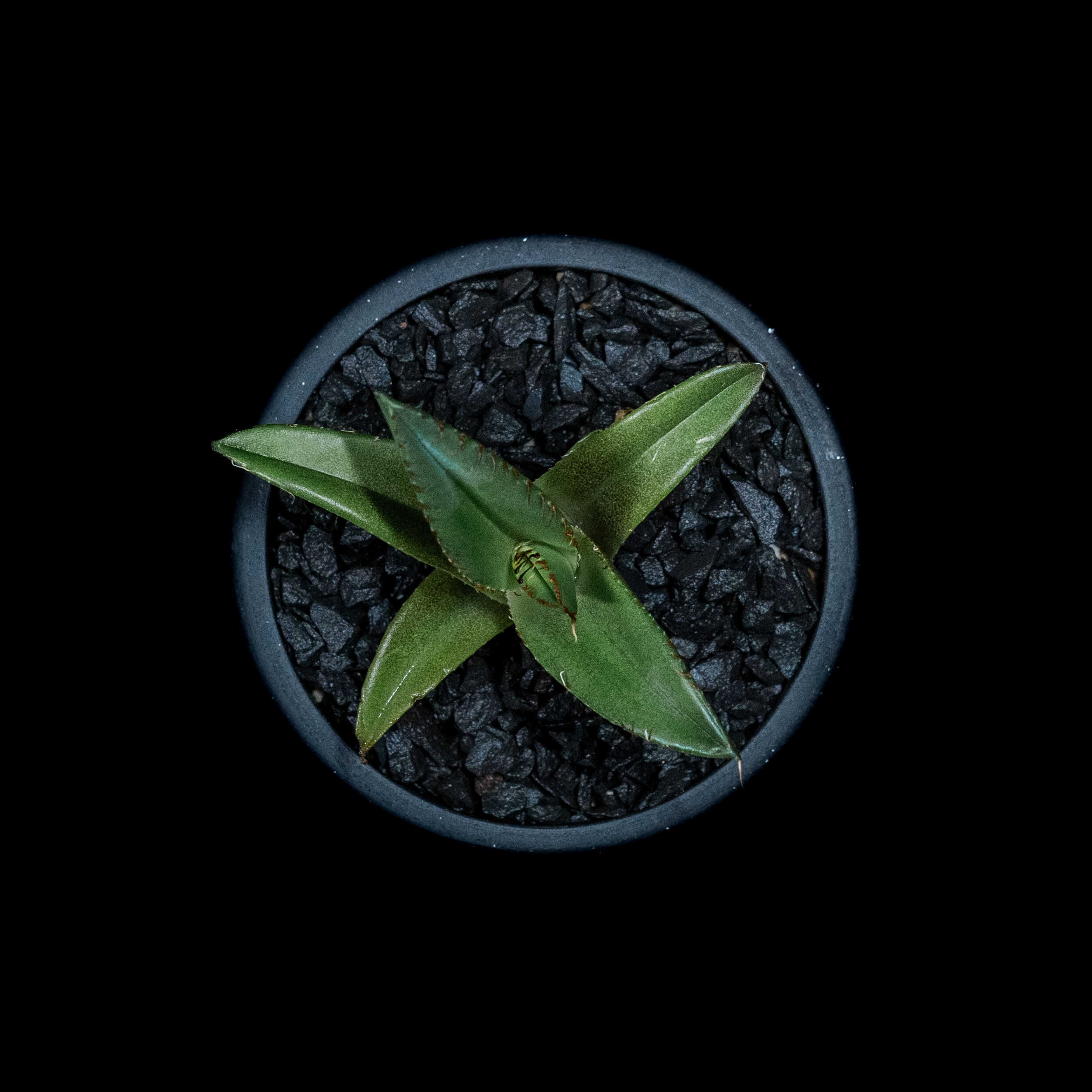 アガベ チタノタ 黒火焔 / Agave titanota 'Black Fire' #13