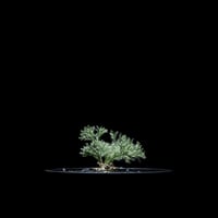 モンソニア ペニクリナム / Monsonia peniculina #15