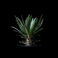 パキポディウム グラキリス / Pachypodium rosulatum var. gracilius #40