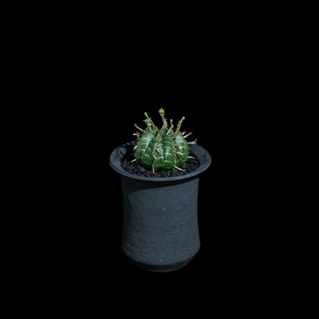 ユーフォルビア バリダ / Euphorbia meloformis ssp. valida #6