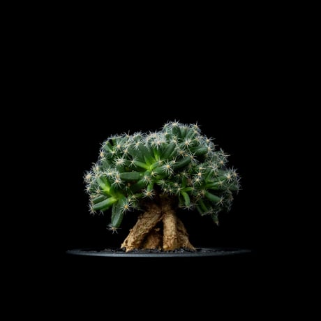 トリコディアデマ デンサム / Trichodiadema densum #13