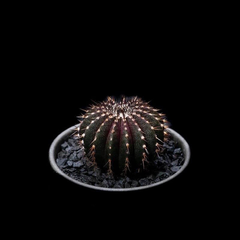 ユーベルマニア ペクチニフェラ / Uebelmannia pectinifera #2 |