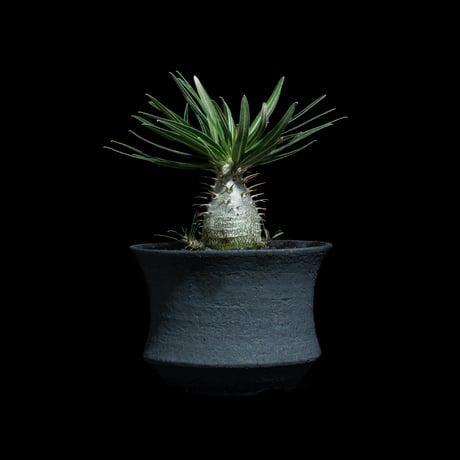 パキポディウム グラキリス / Pachypodium rosulatum var. gracilius #92