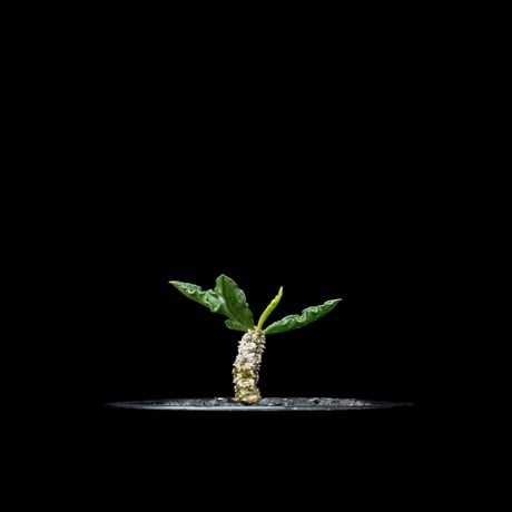 ユーフォルビア デカリー / Euphorbia decaryi #1