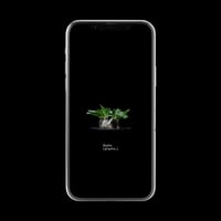 【スマホ壁紙】パキポディウム ブレビカウレ