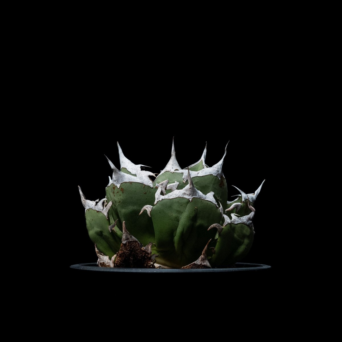 アガベ チタノタ 鬼爪 / Agave titanota 'Ghost Claw' #1 | アガベ チタノタ 鬼爪 / Agave titanota 'Ghost Claw' #1 |