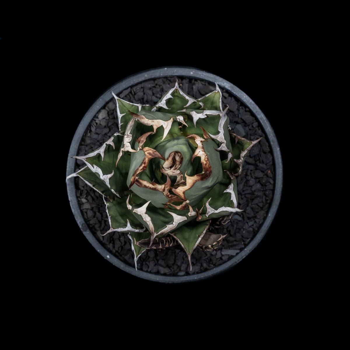 アガベ チタノタ 姫厳竜 子株付き / Agave titanota 'Dwarf' #14 アガベ チタノタ 姫厳竜 子株付き / Agave titanota 'Dwarf' #14